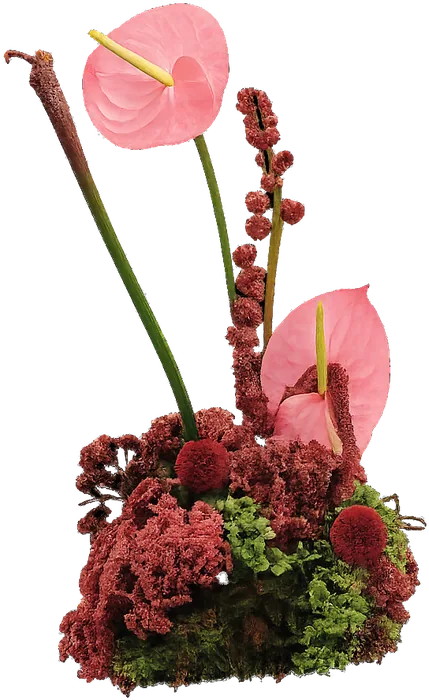 Pink anthuriums rising from a moss and amaranthus base